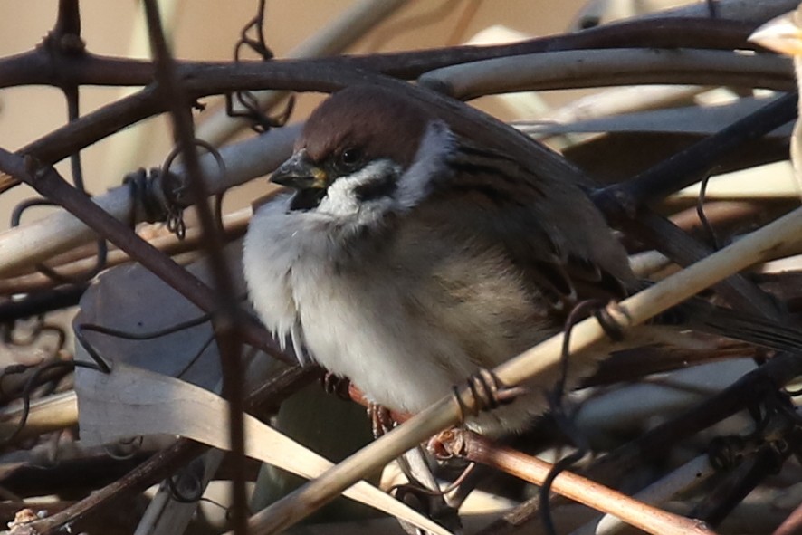 Eurasian Tree Sparrow - ML391769431