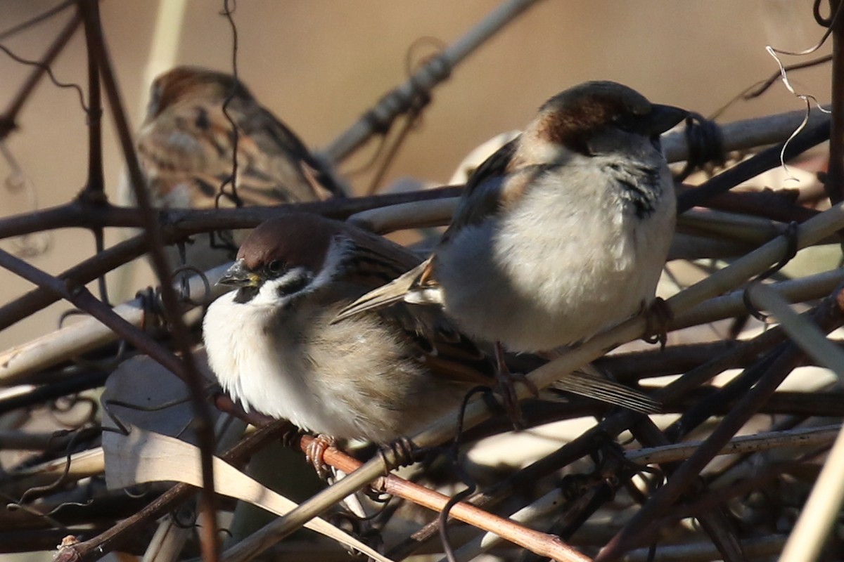 Eurasian Tree Sparrow - ML391769501