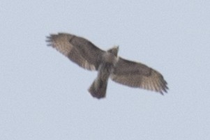 Red-tailed Hawk - ML39177051