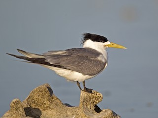  - Great Crested Tern