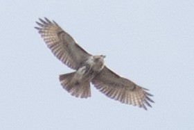 Red-tailed Hawk - ML39177361