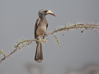  - African Gray Hornbill