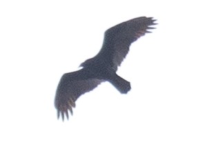 Turkey Vulture - ML39177631