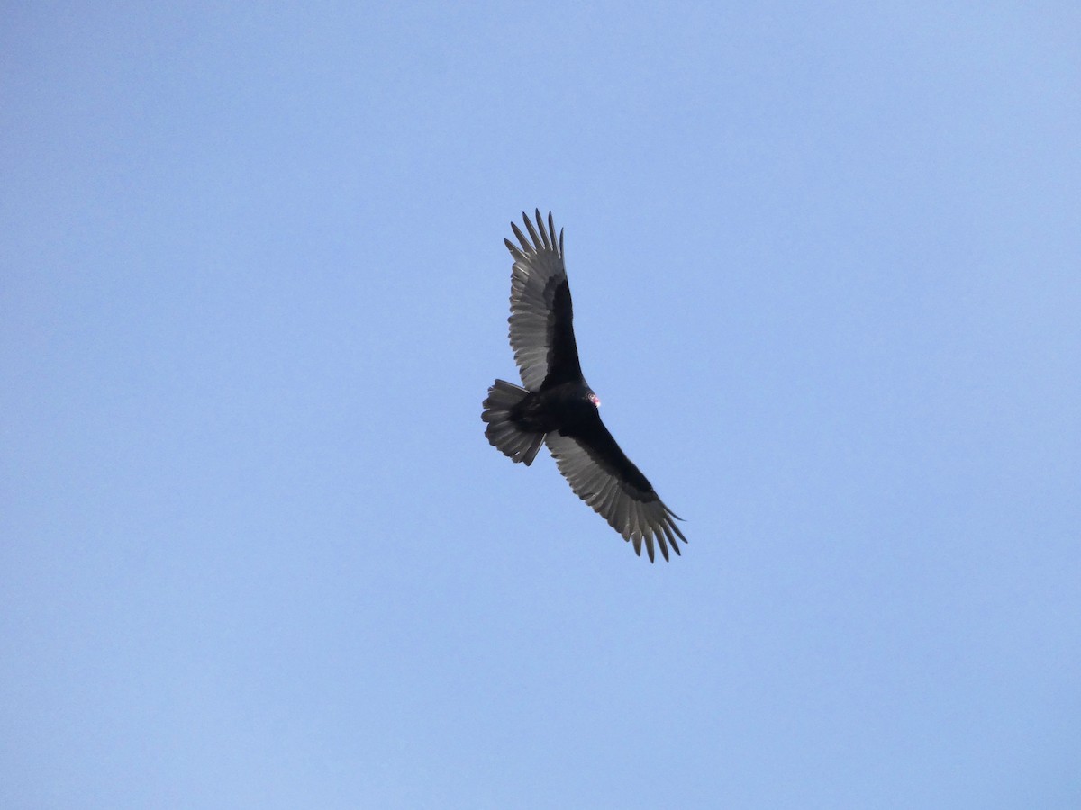 Turkey Vulture - Nick Giordano