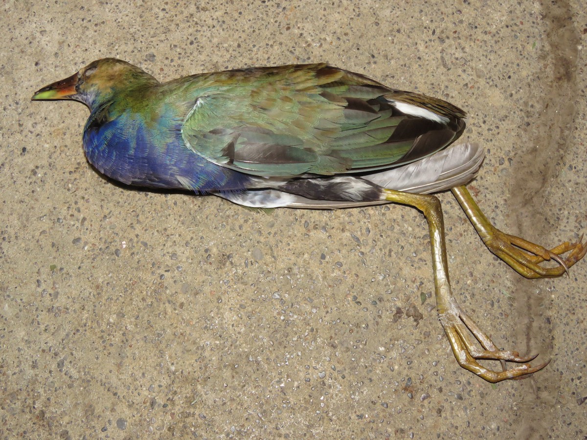 Purple Gallinule - Tyler L. Hoar