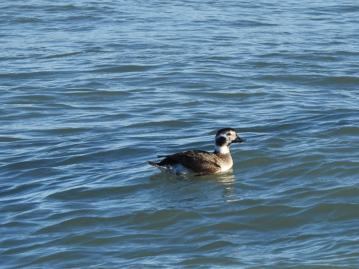Long-tailed Duck - Sue Kaehler