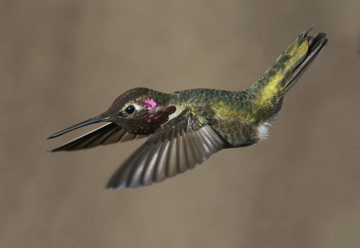 Anna's Hummingbird - ML391788271