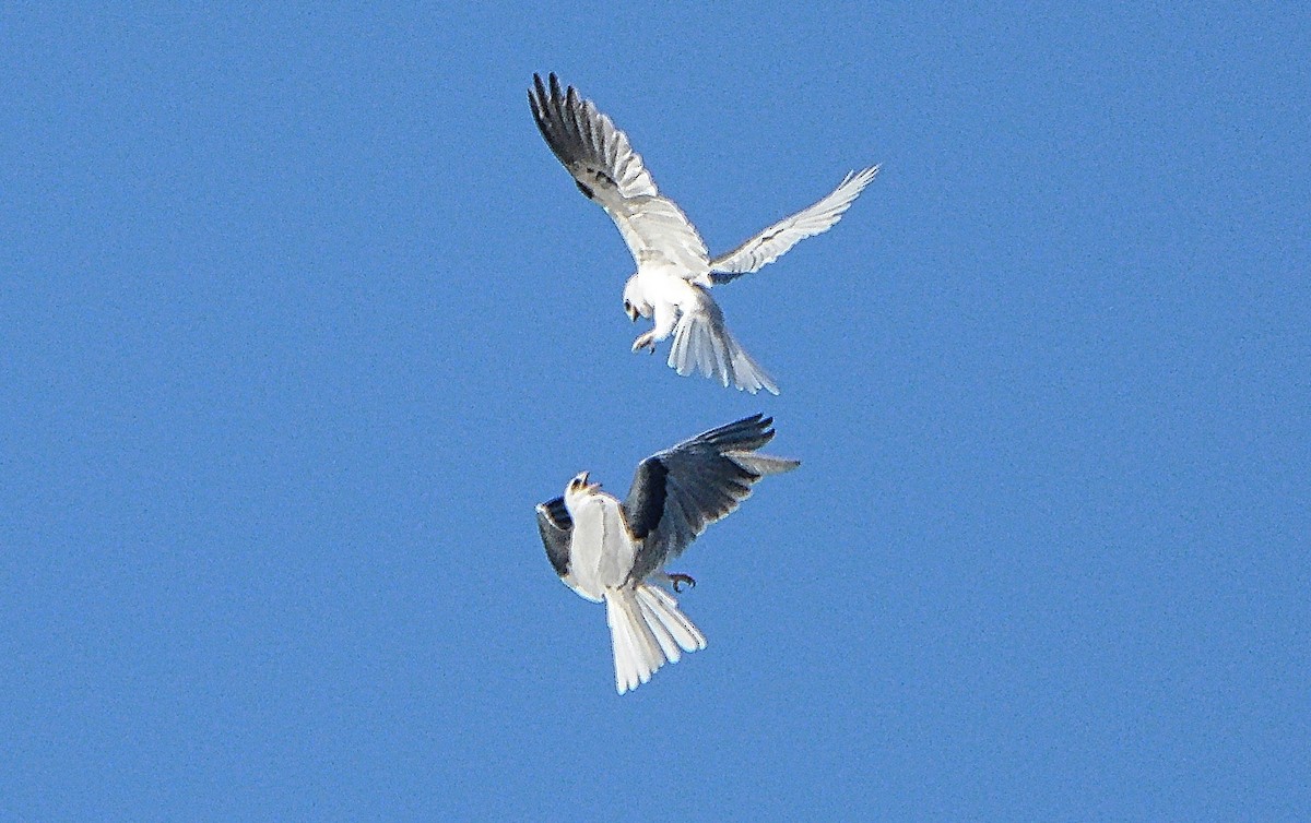 White-tailed Kite - ML391794331