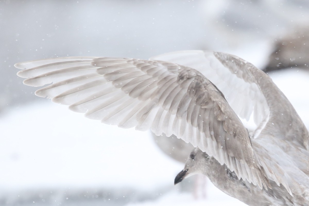 Glaucous-winged Gull - Nathan Hood