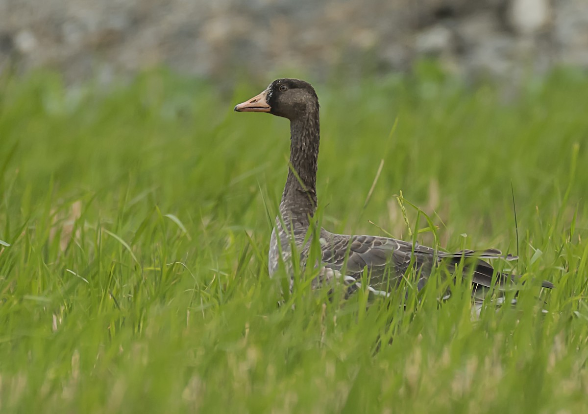 Greater White-fronted Goose - Adrian Moss