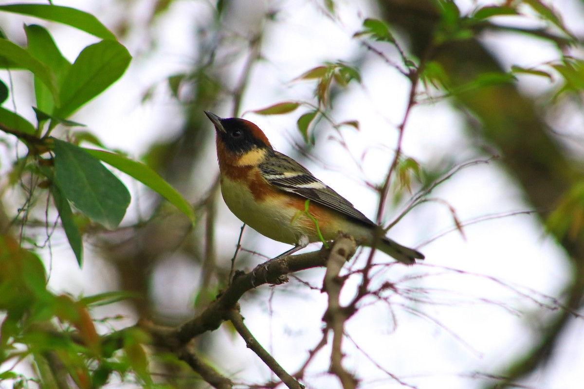 Bay-breasted Warbler - ML391796231
