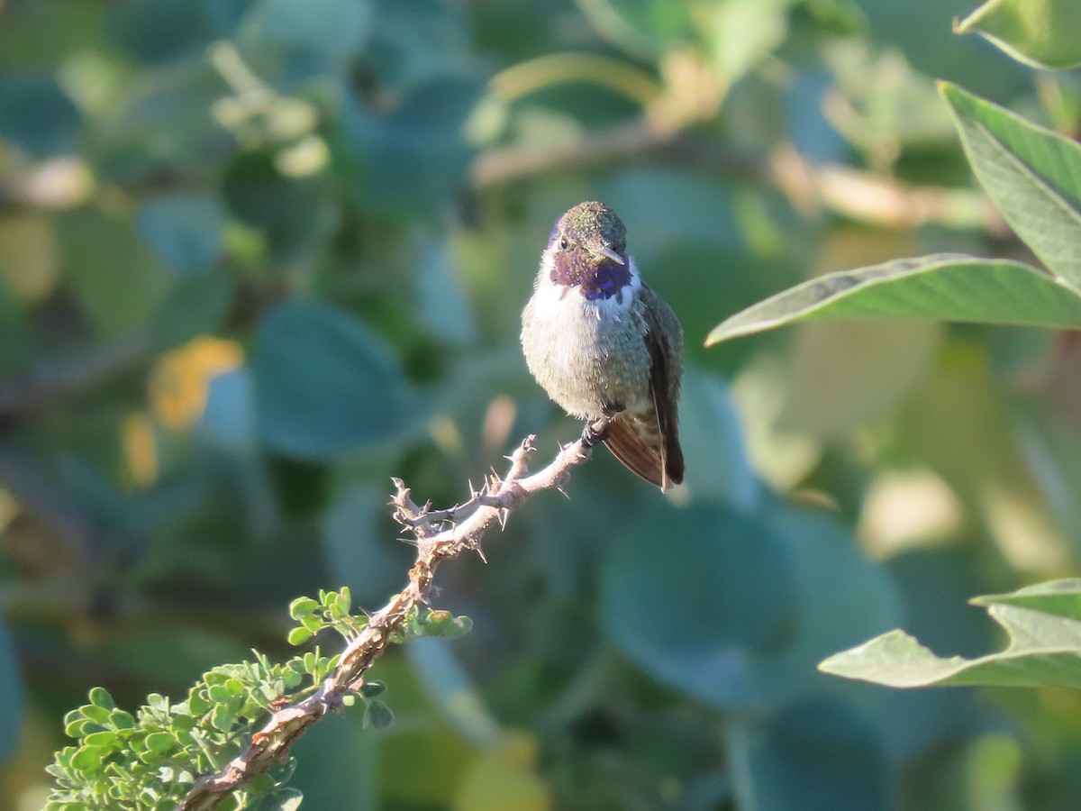 Costa's Hummingbird - ML391796511