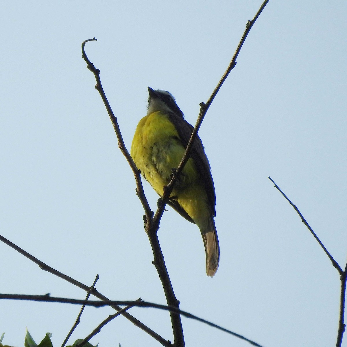 Yellow-throated Flycatcher - ML391799991