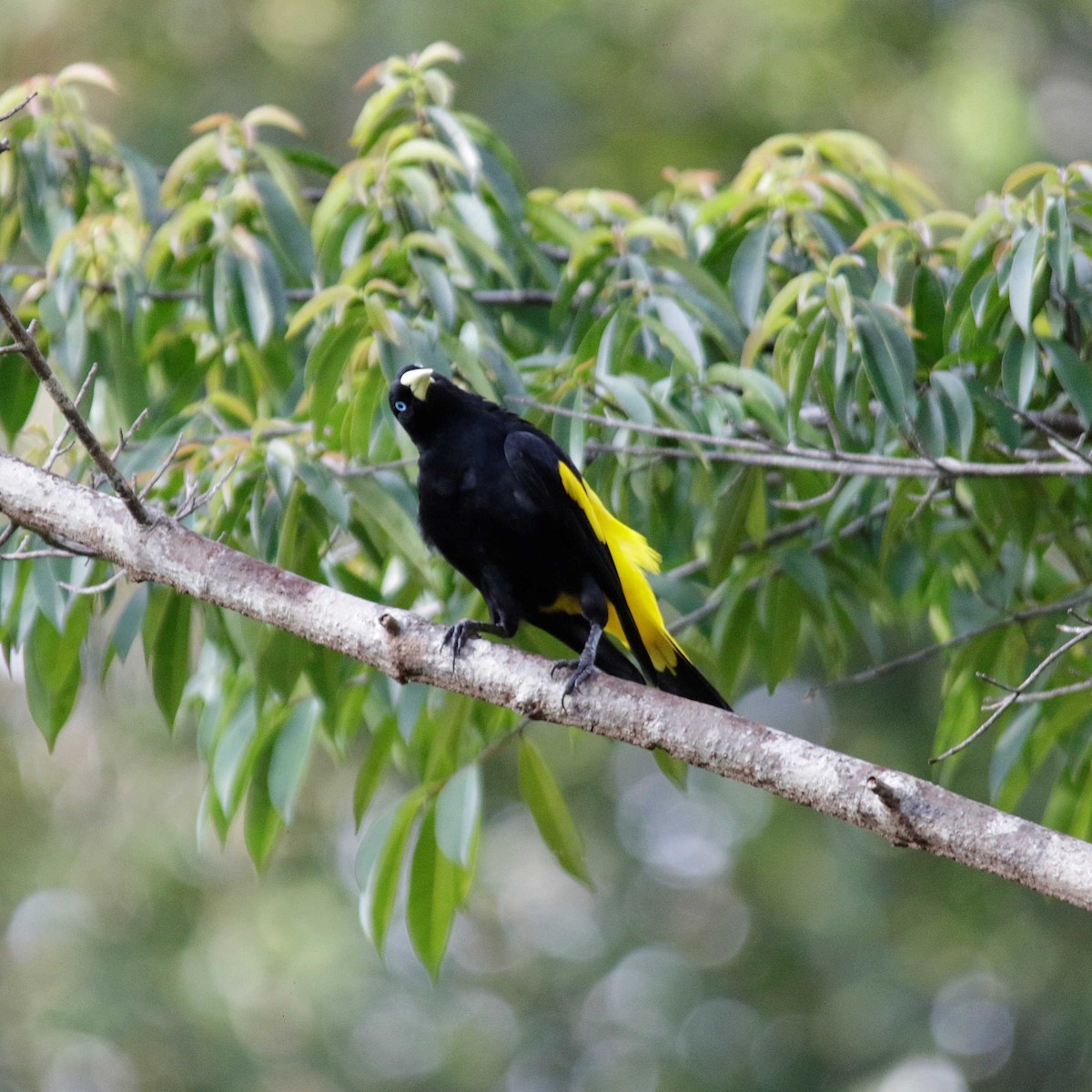 Yellow-rumped Cacique - ML391800401