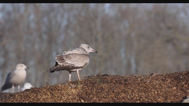 Herring Gull (American) - ML391801601