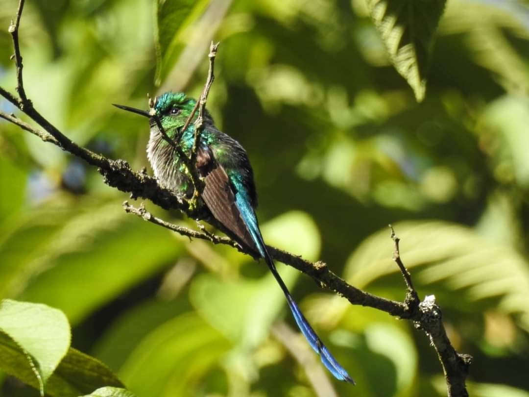Long-tailed Sylph - ML391810251