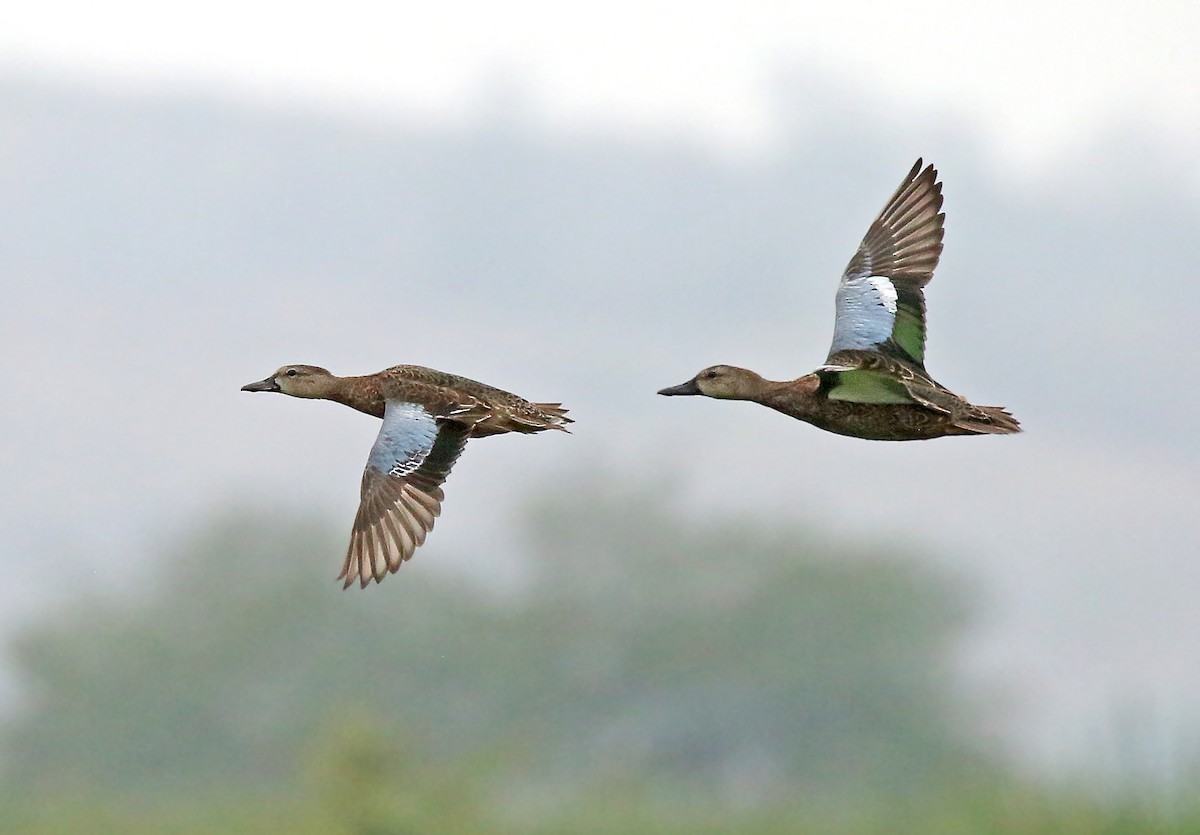 Blue-winged Teal - ML39181421
