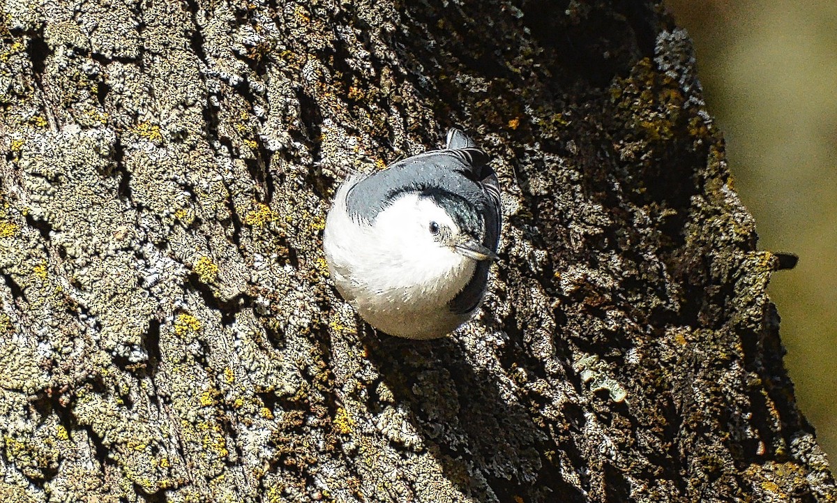 White-breasted Nuthatch - ML391814811