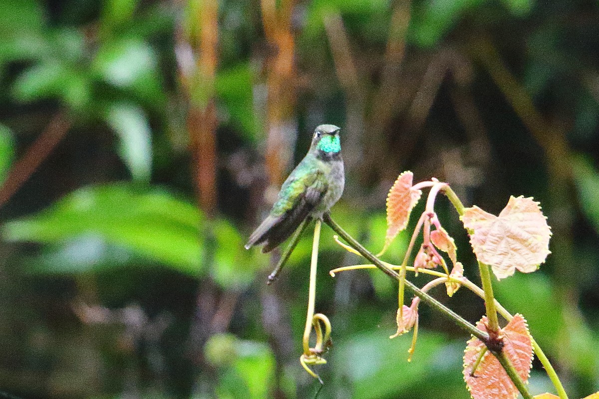 Emerald-chinned Hummingbird - ML39181791