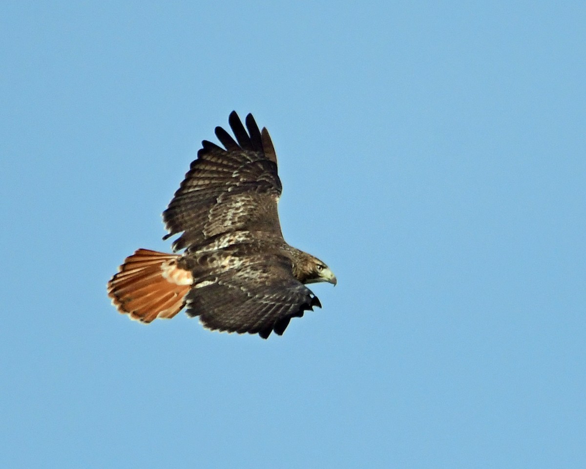 Red-tailed Hawk - ML391821711