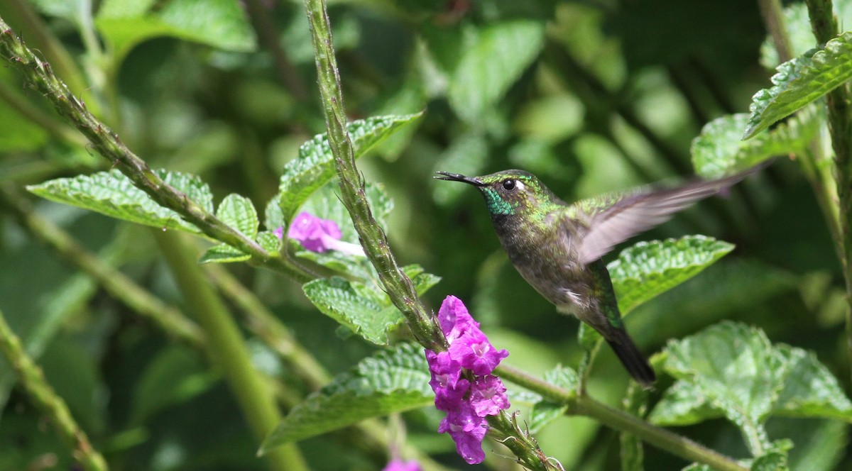 Emerald-chinned Hummingbird - Georges Duriaux