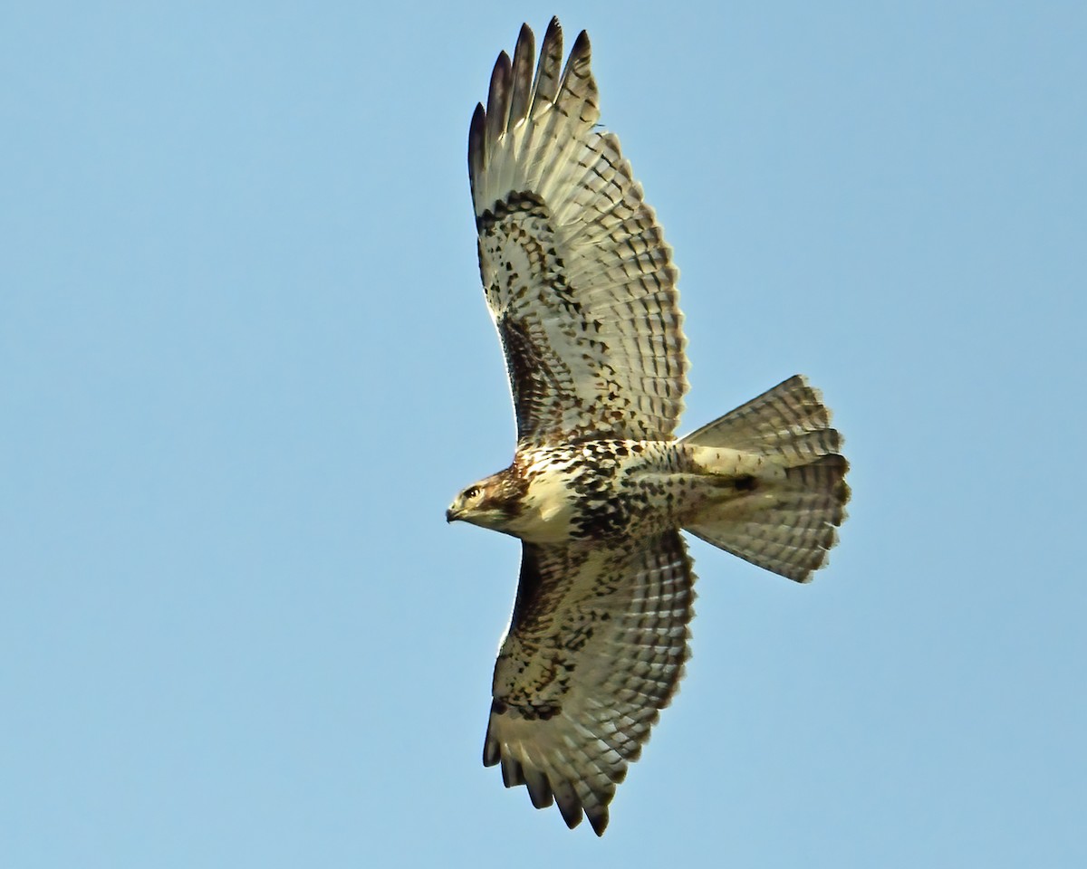 Red-tailed Hawk - Rod Lentz