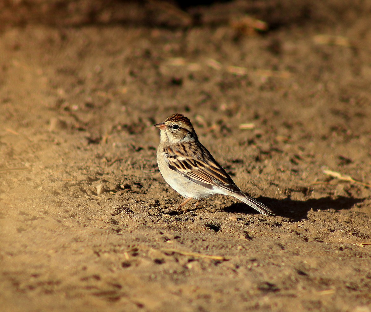 Chipping Sparrow - Paul Fenwick