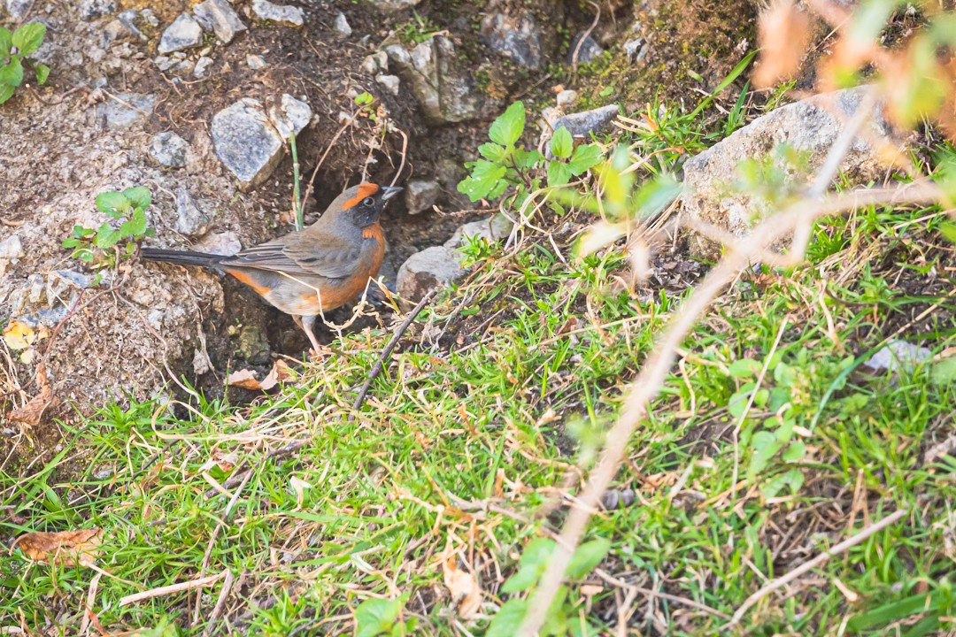 Rufous-breasted Warbling Finch - ML391825731