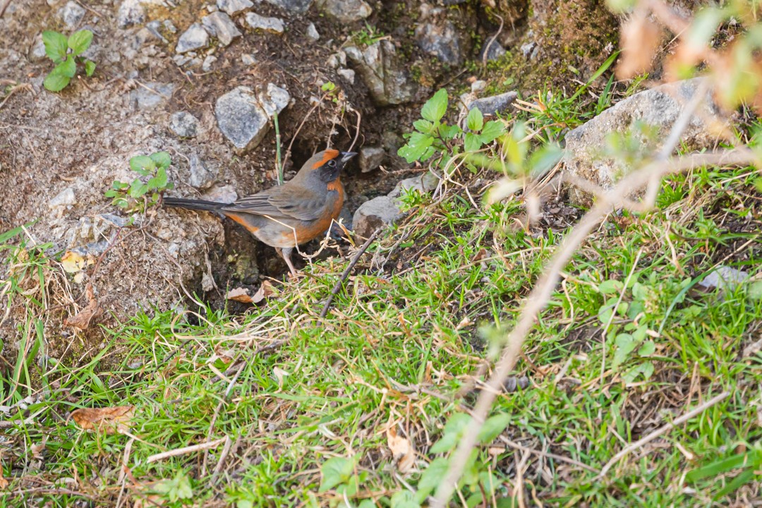 Rufous-breasted Warbling Finch - ML391825741