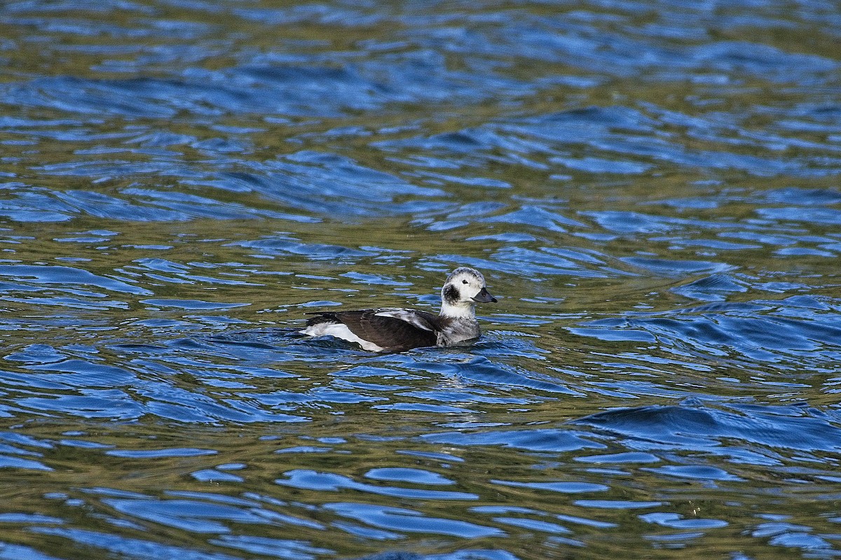 Long-tailed Duck - ML391826831