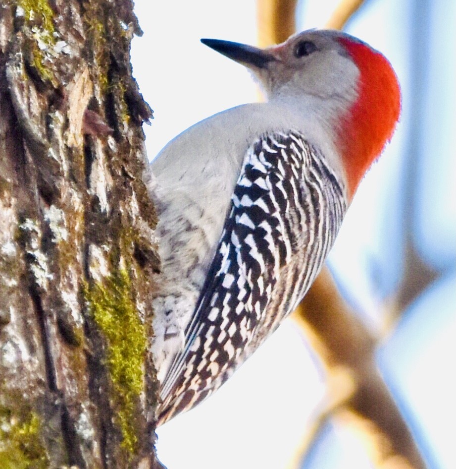 Red-bellied Woodpecker - ML391827281