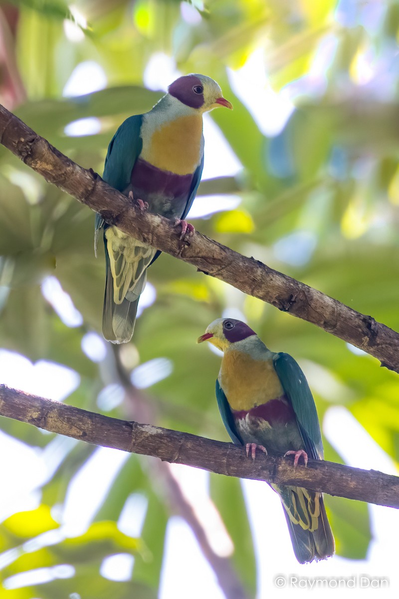 Yellow-breasted Fruit-Dove - ML391828001