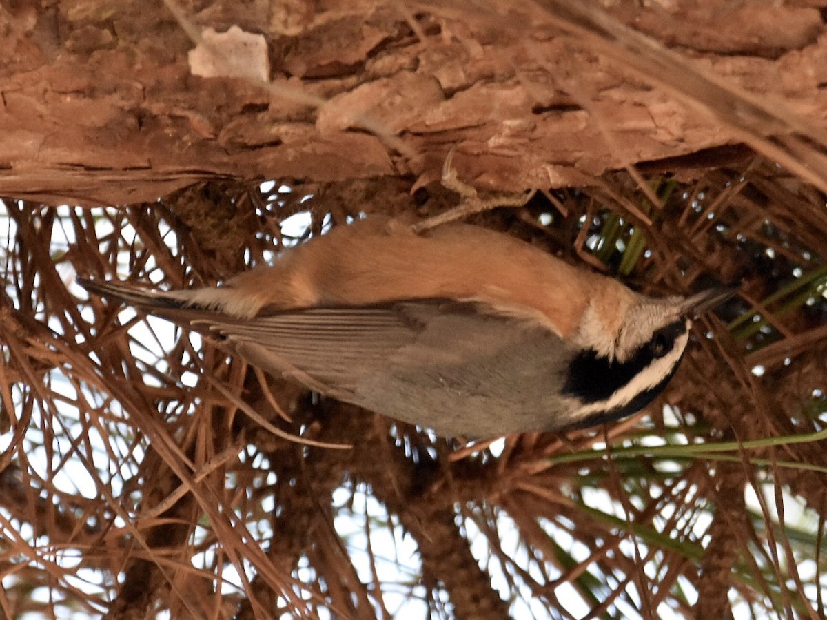 Red-breasted Nuthatch - ML391828251
