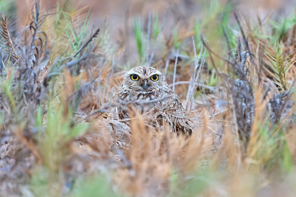 Burrowing Owl - Luis Salazar Vargas