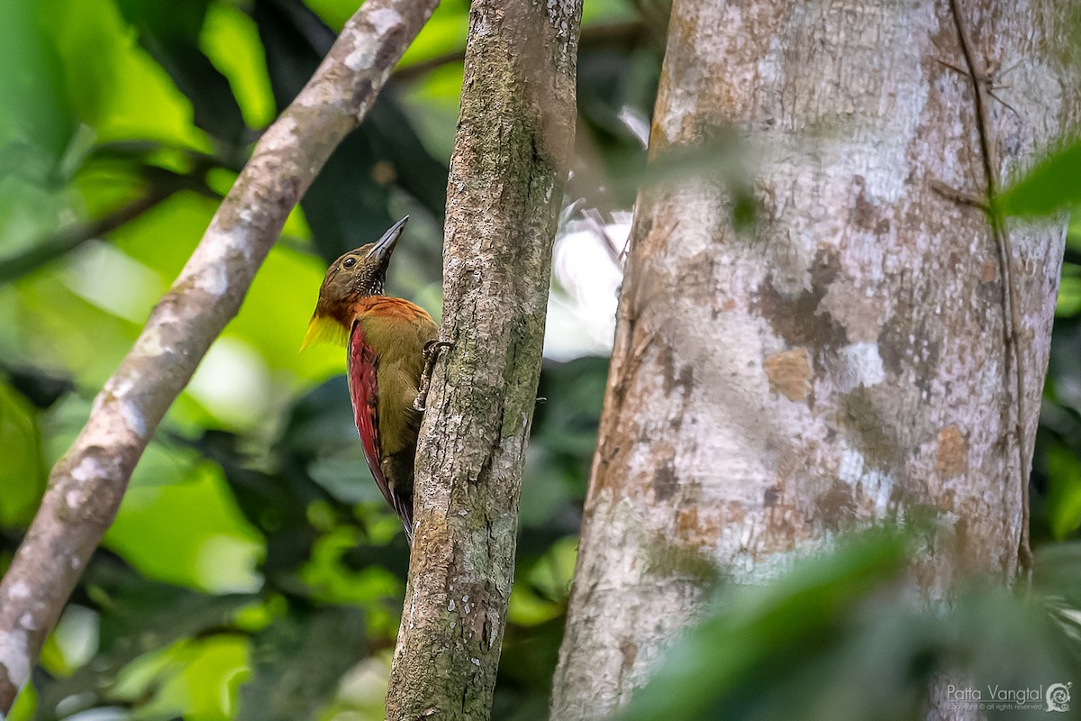 Checker-throated Woodpecker (Checker-throated) - Pattaraporn Vangtal