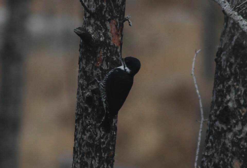 Black-backed Woodpecker - ML39183711