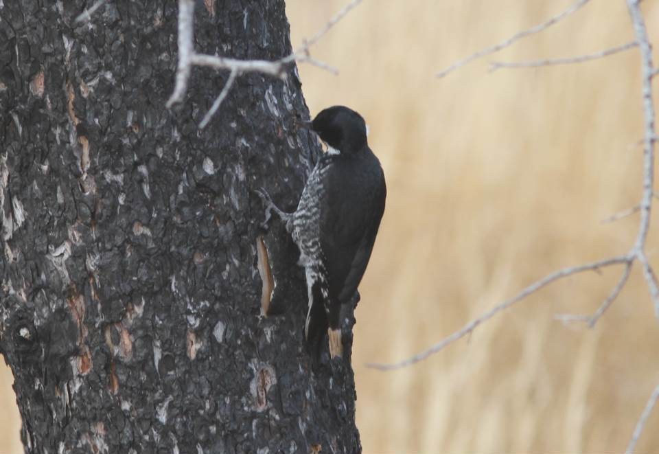 Black-backed Woodpecker - ML39183721