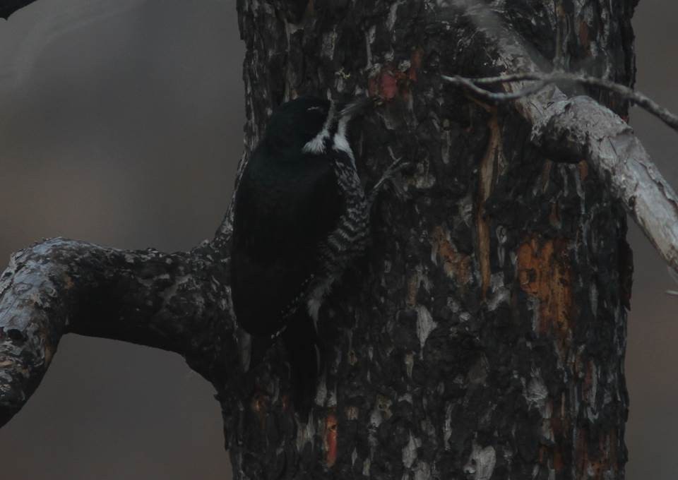 Black-backed Woodpecker - Paul Marvin