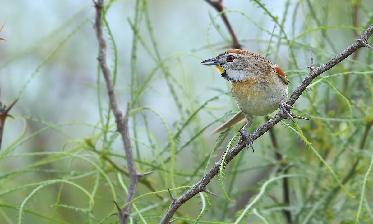 Chotoy Spinetail - ML391837911