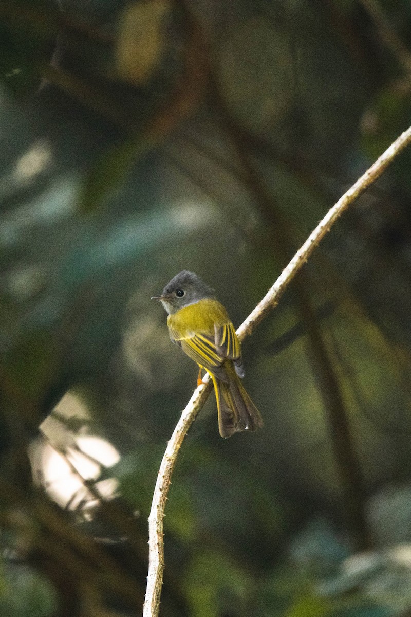 Gray-headed Canary-Flycatcher - Krit Kruaykitanon 🦅