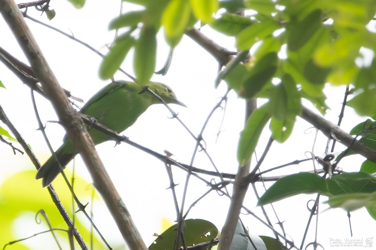 Lesser Green Leafbird - Pattaraporn Vangtal
