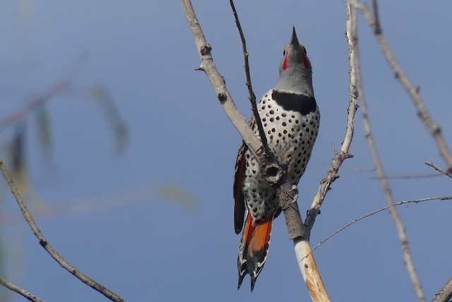 Male ventral view (subspecies <em class="SciName notranslate">mexicanus</em>). - Northern Flicker - 
