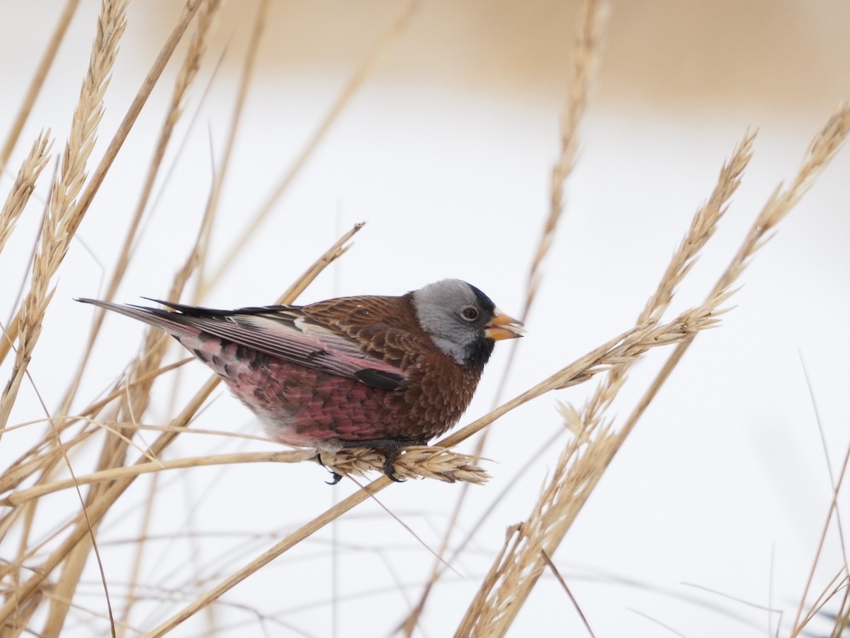 Gray-crowned Rosy-Finch - ML391841321
