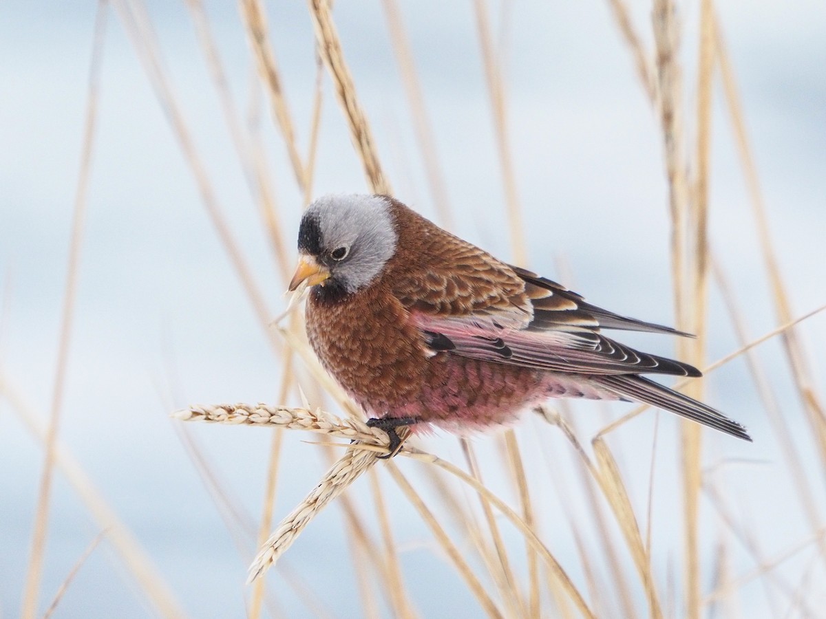 Gray-crowned Rosy-Finch - ML391841351