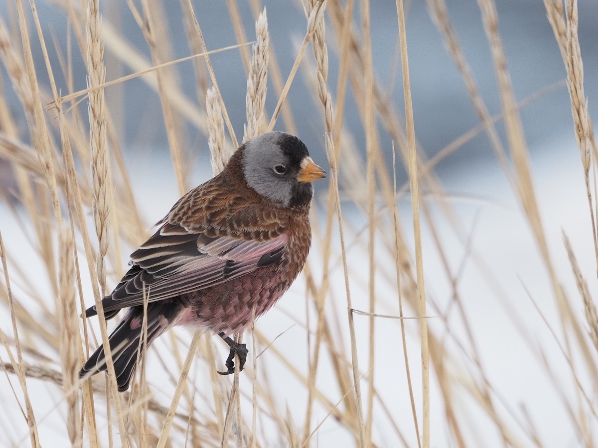 Gray-crowned Rosy-Finch - ML391841371