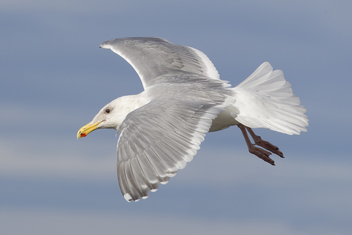 Glaucous-winged Gull - Jeffrey Moore