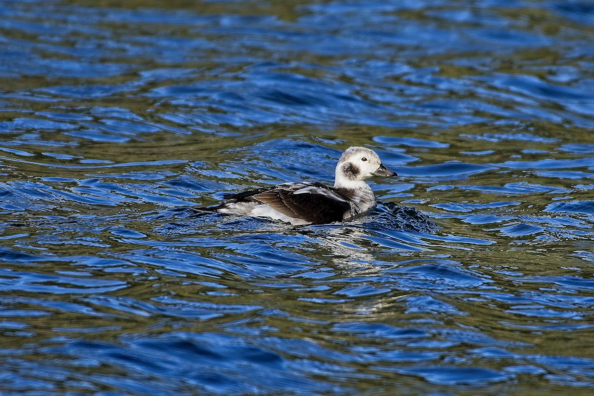 Long-tailed Duck - ML391844821