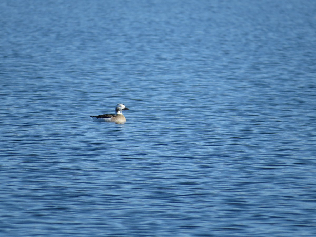 Long-tailed Duck - Matthew Garvin