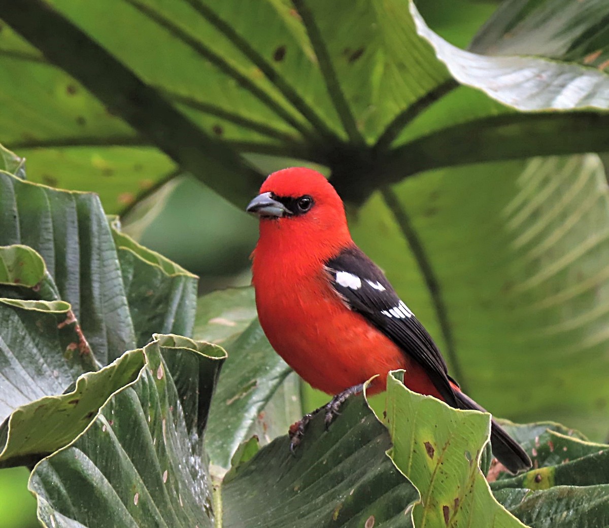 White-winged Tanager - ML391850161