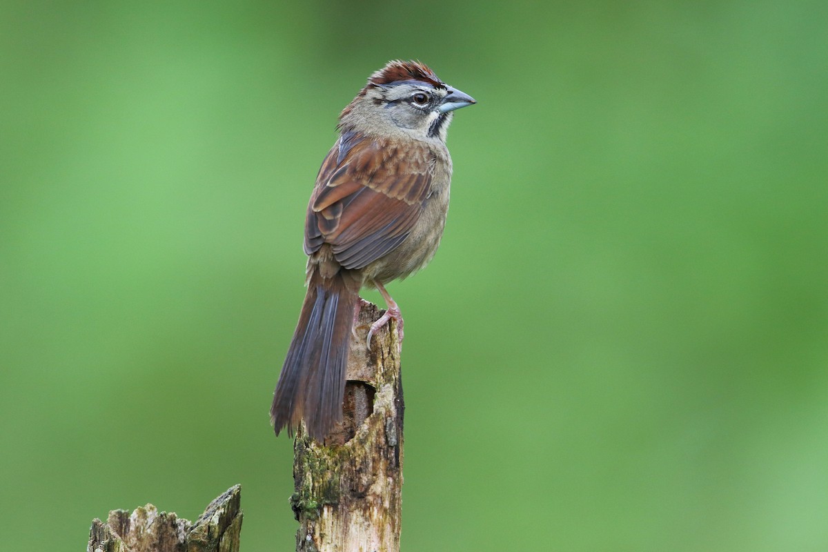 Rusty Sparrow - HBCT 2016 Honduran Roadrunners